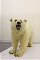 北極熊標本藏品圖，第1張
